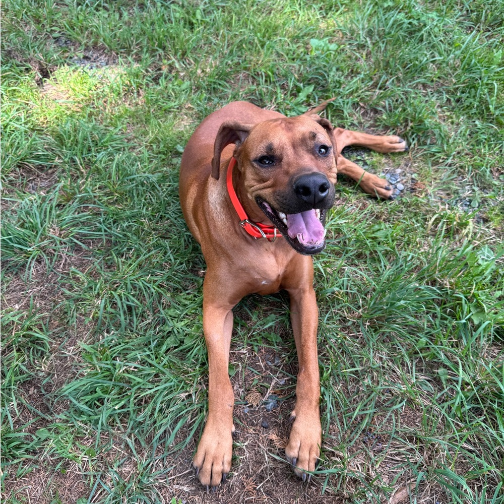 I’m the Posher, Lindsay and that’s my dog, Watch